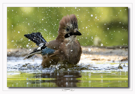 Waterpret
