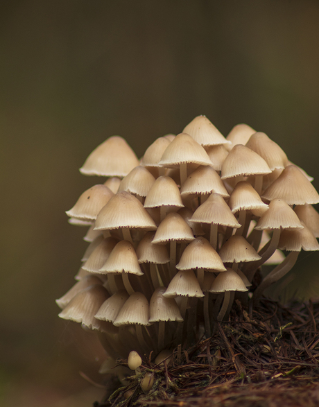 De Paddenstoelen Familie