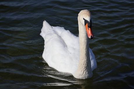Mooie zwaan 