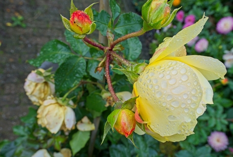 vergankelijke schoonheid