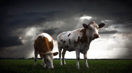 Koeien voor de bui