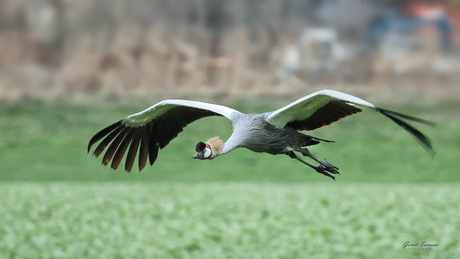 Grijze kroonkraanvogel