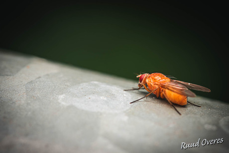 1000 soorten in de tuin