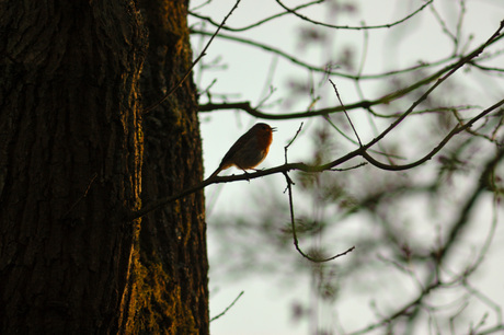 Lonely Singer