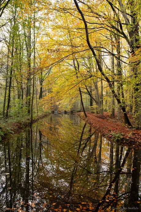 Herfstkleuren in het Waterloopbos