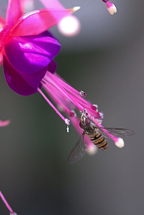 Fuchsia krijgt bezoek