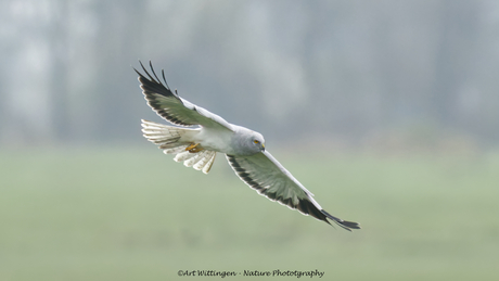 Blauwe Kiekendief man in vlucht