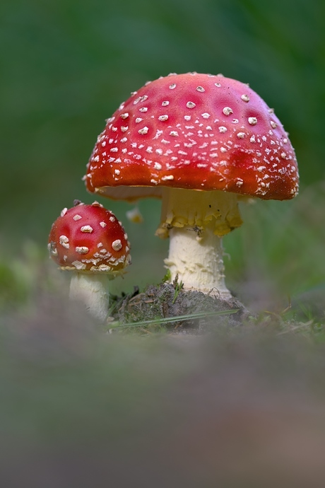 Op een grote paddenstoel…