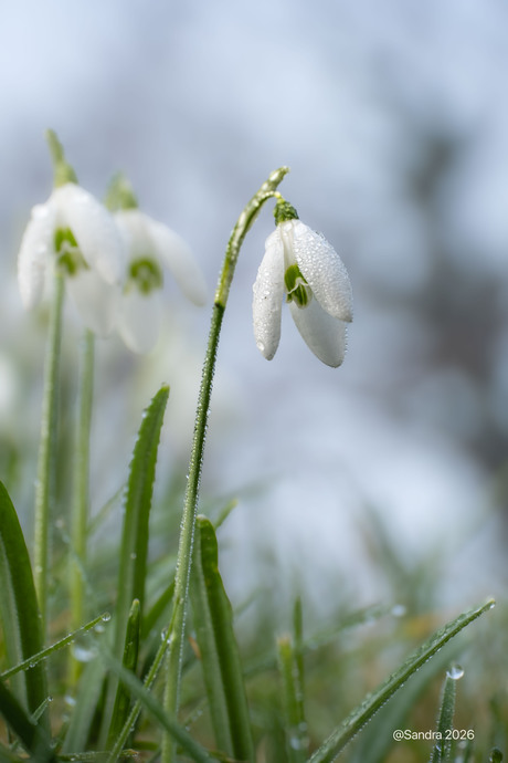 Sneeuwklokjes