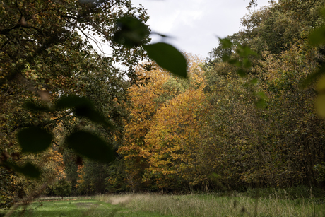 hefstlandschap