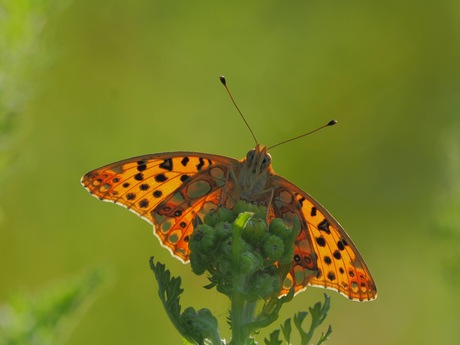 Kleine parelmoervlinder 