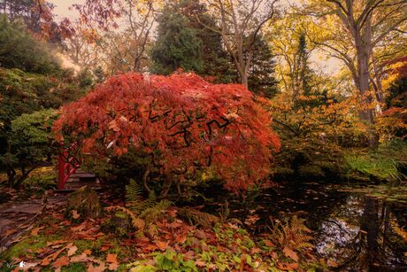 Japanese maple red 2