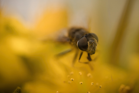 Bij op zoek naar nectar