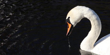 Cygne au soleil.