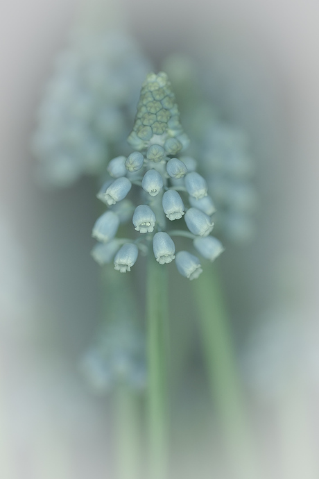 Muscari 