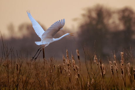 Zilverreiger