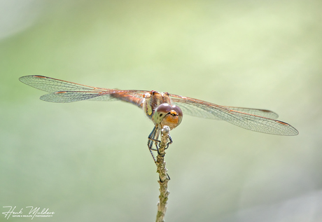 Bruinrode heidelibel (Sympetrum striolatum)