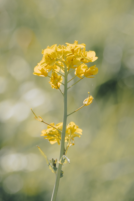 Raapzaat in tegenlicht
