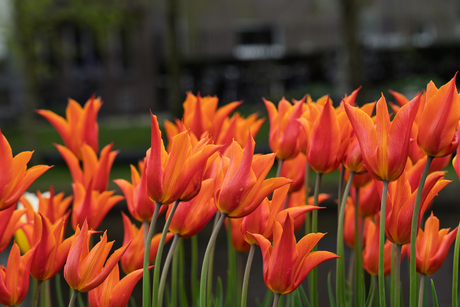 Tulpen