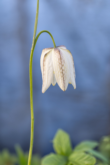 Witte kievitsbloem voor een vijver.