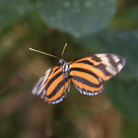 Vlinder in volle vlucht