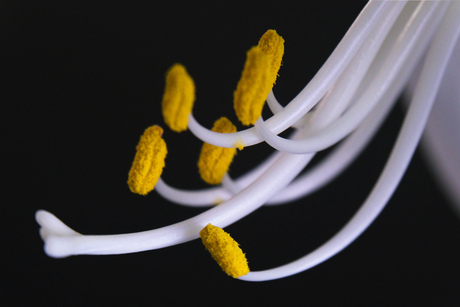 meeldraden van een lelie