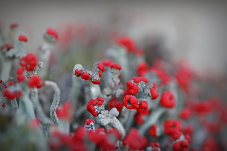 Lucifermos in bloei.