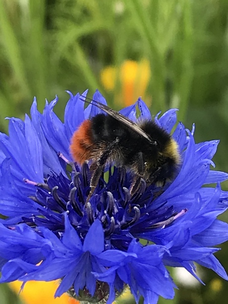 Korenbloem blauw