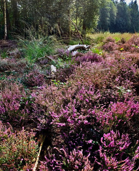 Bloeiende heide