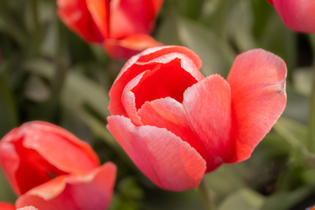 Tulpentijd