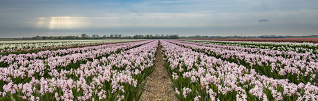 kleurijk
