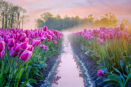 Zonsopkomst in de polder