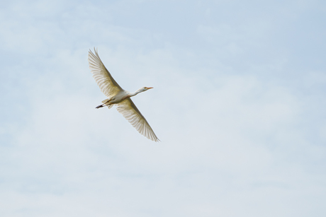 Koereiger, Lake Manyara, Tanzania