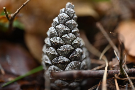 Natuur fotos