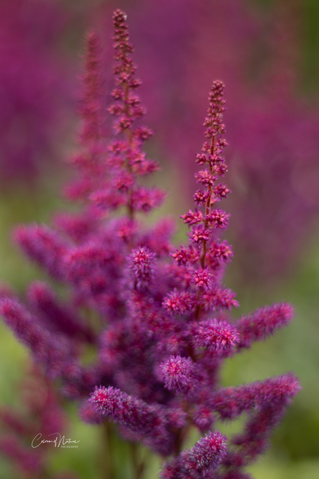 Astilbe