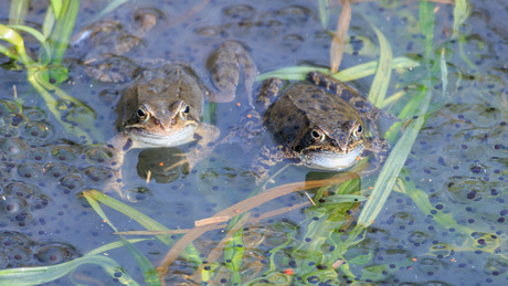 koppeltje tussen de eitjes