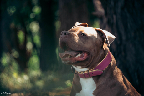 Roxy