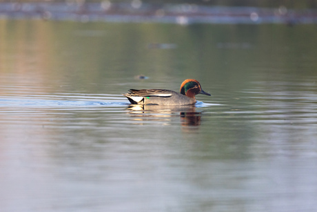 Wintertaling