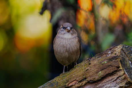 Mus en de kleuren van de Herfst .