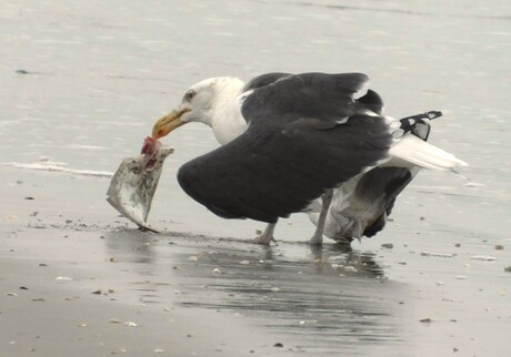 tien minuten geleden...zwom-mie...nog
