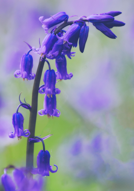 Hyacinth