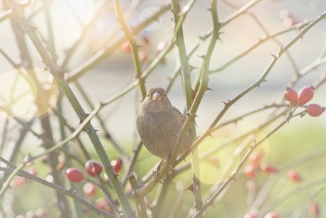 Mus in een rozenstruik