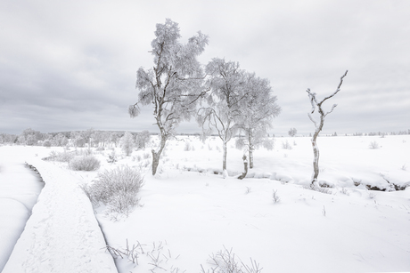 sneeuwlandschap in de Hoge Venen