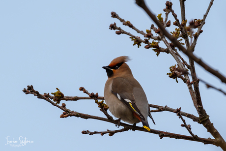 Pestvogel