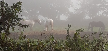 Paarden in de mist