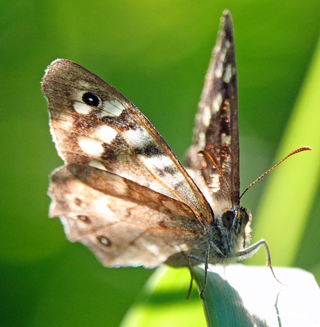 "Butterfly..."