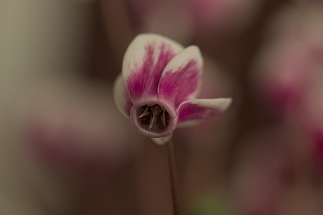 Cyclamen Persicum