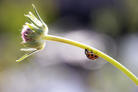 Lievenherenbeestje met prooi