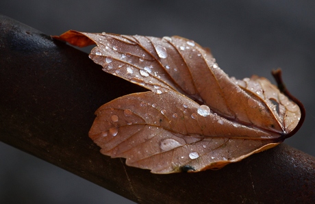 Feuille morte et gouttes d'eau.