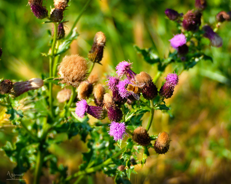 Akkerdistel